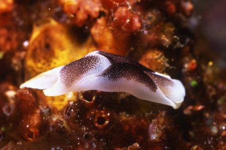 Starry Chelodonura Nudi. by David Spiel 