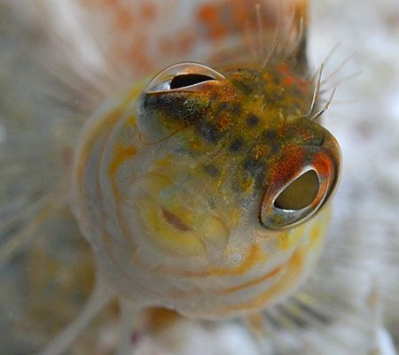 Head-on and up close view of a little Saddled Blenny. Nik... by Jim Chambers 