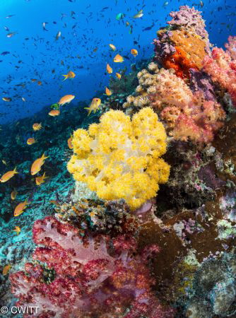 Soft corals are magnificent in the waters around Tavueni ... by Clara Witt 