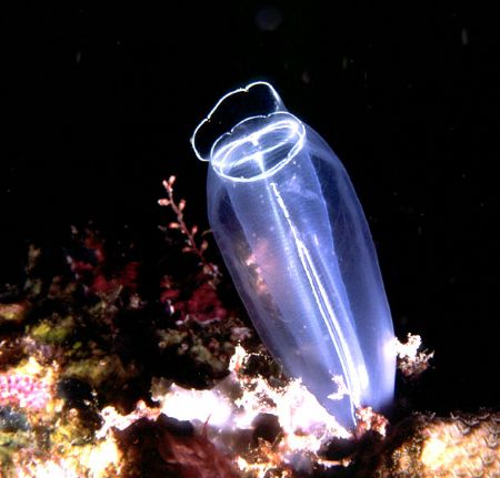 'TUNICATE' Found in all tropical waters in a variety of c... by Rick Tegeler 