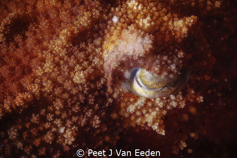 
The chameleon of the Sea

Its real name is “Beautiful... by Peet J Van Eeden 