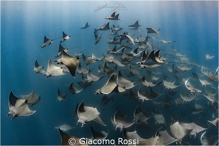 Diving inside a school of Mobulas Munkianas is something ... by Giacomo Rossi 