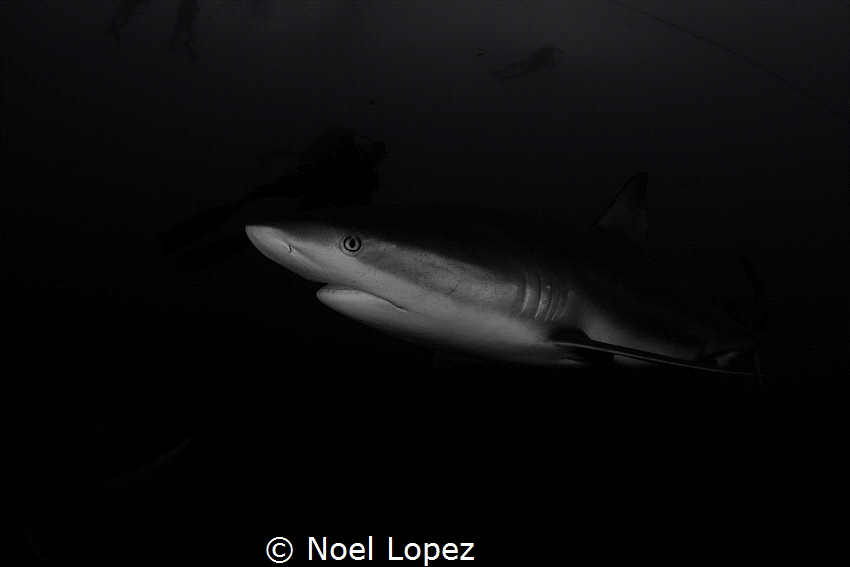 caribean reef shark, canon EOS 60D, tokina lens 10-17mm a... by Noel Lopez 