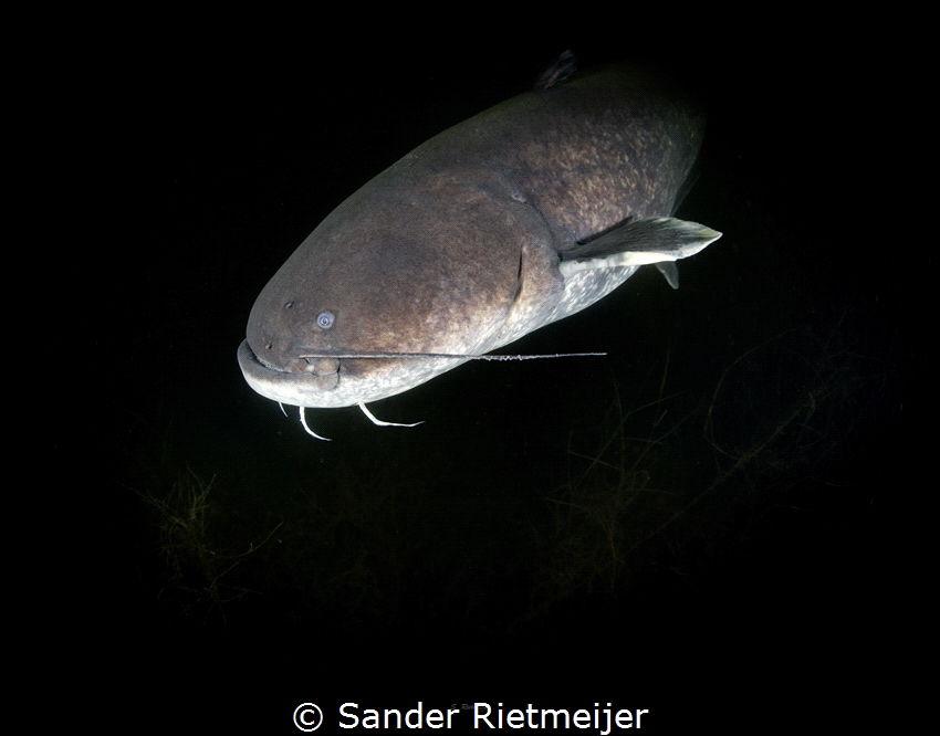 Big Catfish shows up in the darkness by Sander Rietmeijer 