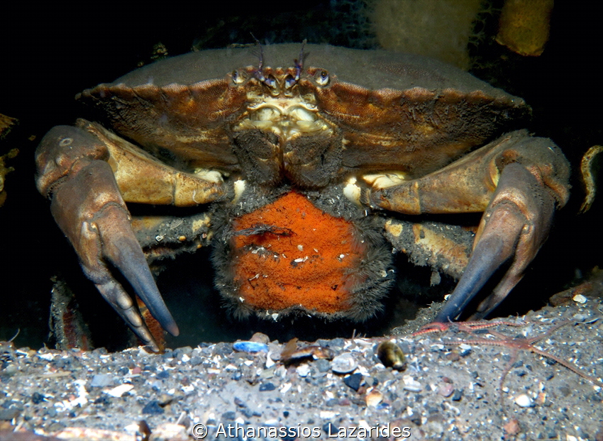 Crab with eggs. Canon G16 & Ikelite WD-4 Wide angle dome by Athanassios Lazarides 