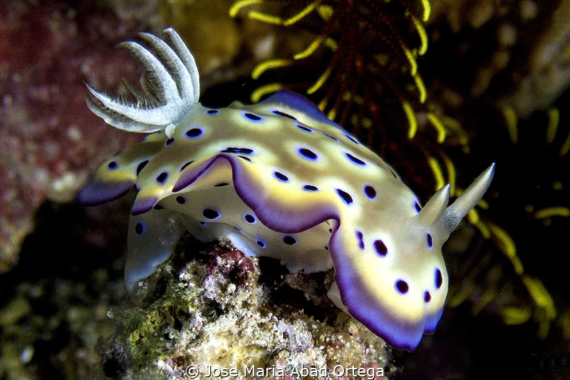 Chromodoris kuniei by Jose Maria Abad Ortega 