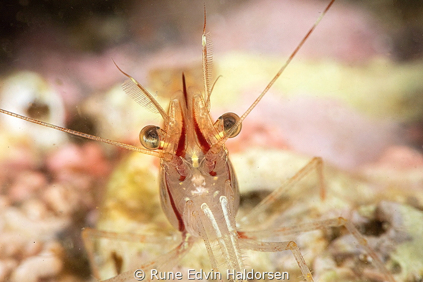 Rockpool shrimp posing by Rune Edvin Haldorsen 