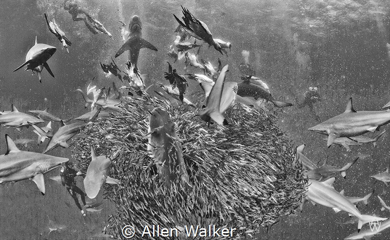 The Sardine Run, South Africa - Wild Coast - A must do ex... by Allen Walker 