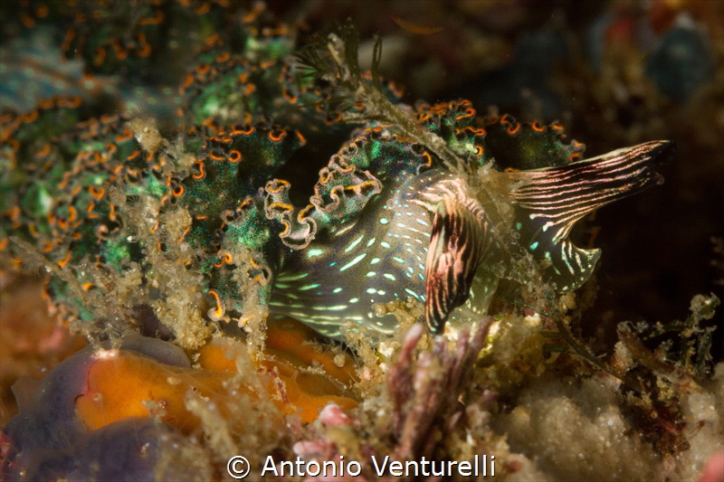 Elysia diomedea nudibranch_2022
(Canon100mm,t1/250,f/20,... by Antonio Venturelli 