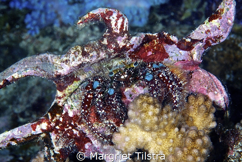 Clowny Decorated Crab.
Mauritius, Indian Ocean.
Nikon D... by Margriet Tilstra 