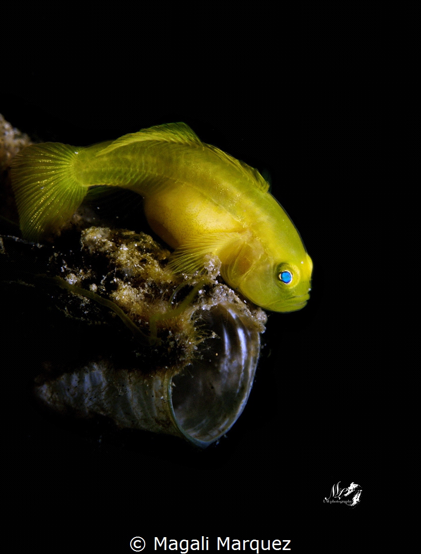 Yellow Gobyfish 
(Gobiodon okinawae)
Retra LSD 
Anilao... by Magali Marquez 