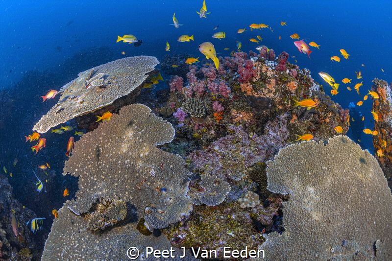 World Heritage Site
Abundant sea life of Sven mile Reef,... by Peet J Van Eeden 