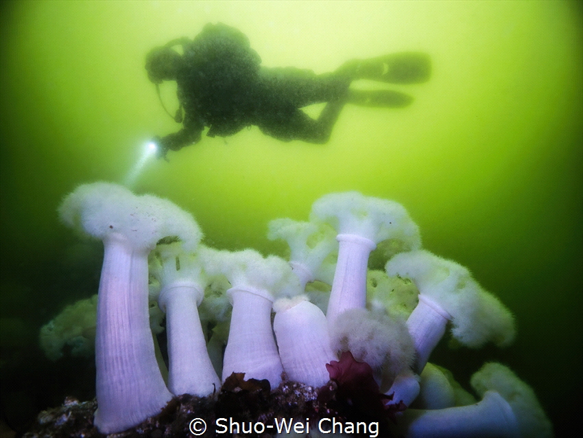 Plumose anemone by Shuo-Wei Chang 