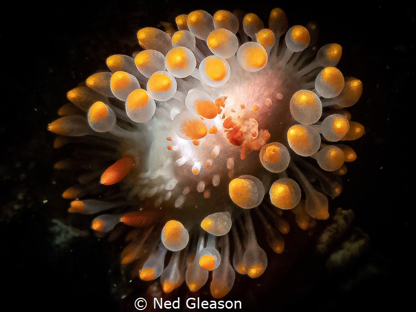 Cockerells dorid from Monterey Bay, California by Ned Gleason 