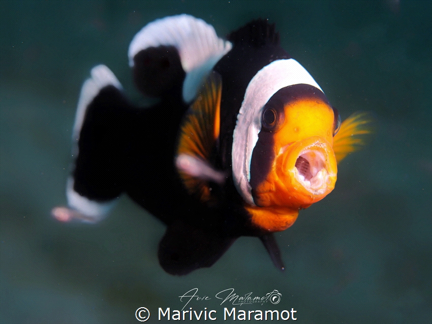 Clownfish by Marivic Maramot 