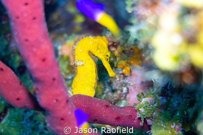 Seahorse with Reef Fish in Belize by Jason Raofield 