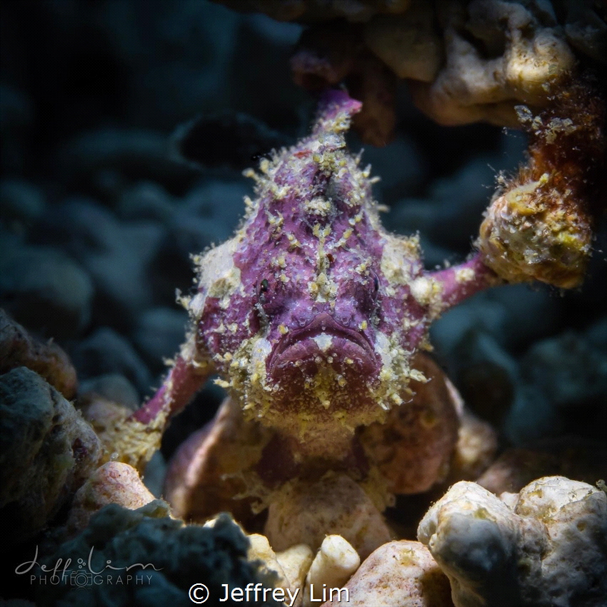 Purple frogfish by Jeffrey Lim 