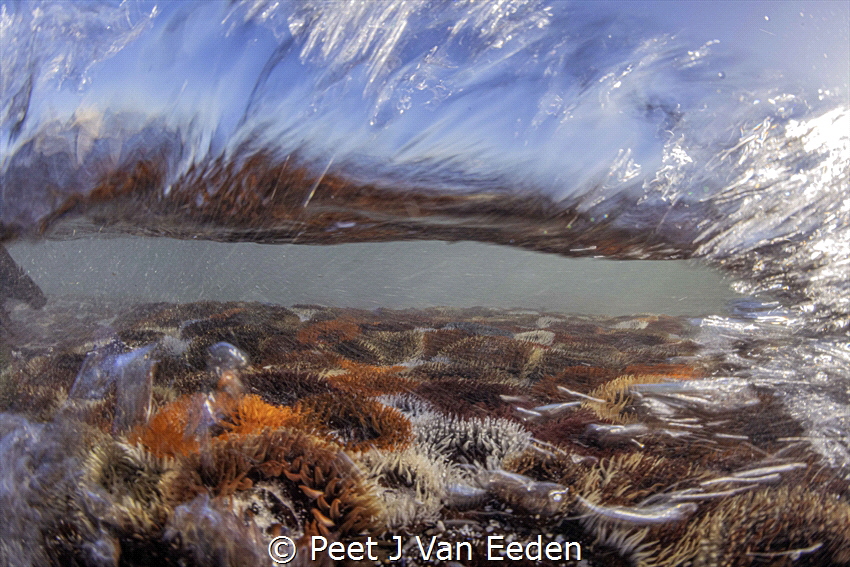Breaking waves over a carpet of colorful sandy anemones i... by Peet J Van Eeden 