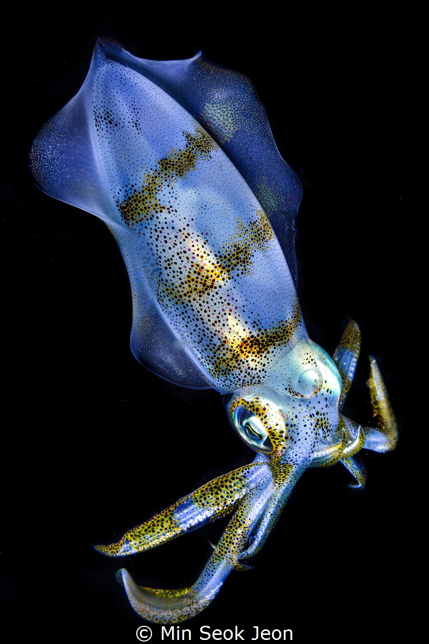 squid by Min Seok Jeon 