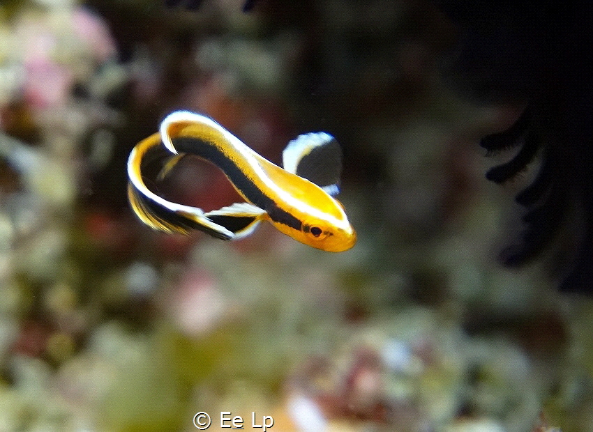 Juvenile Plectorhinchus lessonii (striped sweetlips). (f/... by E&e Lp 