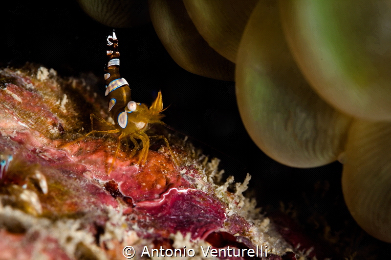 A squat shrimp often called sexy shrimp because of its pr... by Antonio Venturelli 