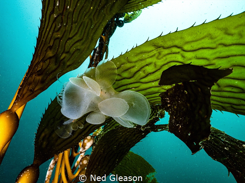 Lions mane nudibranch by Ned Gleason 