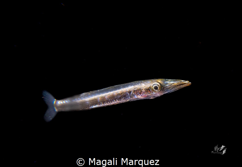 Barracuda larva stage 
Bonfire diving by Magali Marquez 
