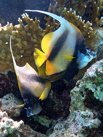 Bannerfish taken in Sharksbay with Olympus Sp350. by Anel Van Veelen 