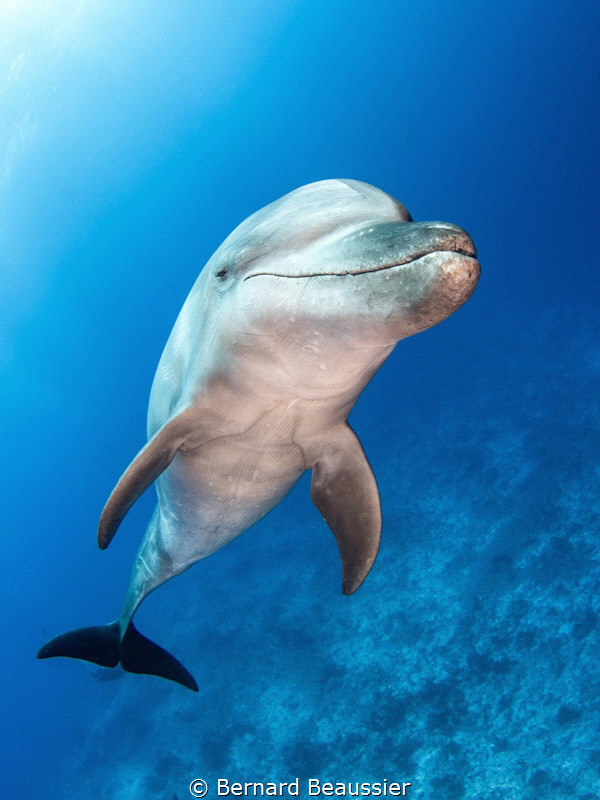 Bottlenose dolphin by Bernard Beaussier 