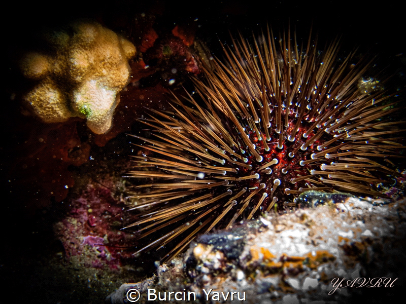 🐡Sea-urchin 
📷 Olympus TG-6
🔦Seafrog MK-02
Turkey -... by Burcin Yavru 