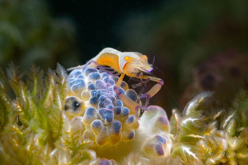 Emperor shrimp on sea hare by Julian Hsu 