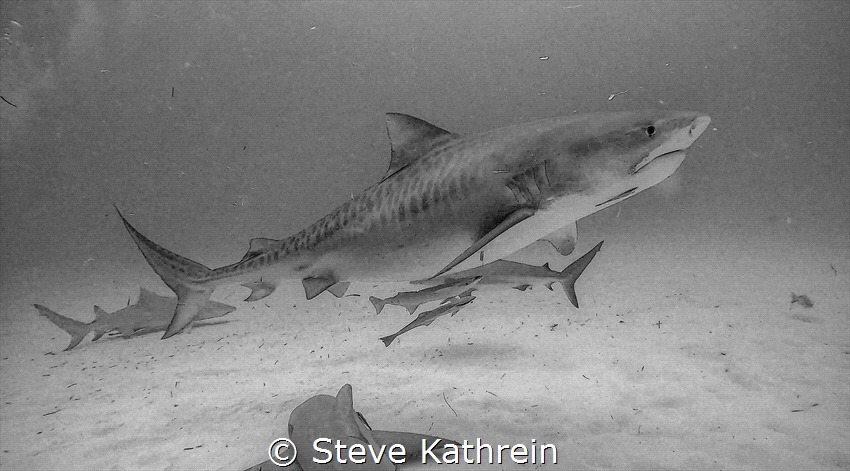 B & W Tiger Shark @ Tiger Beach, Bahamas. by Steve Kathrein 