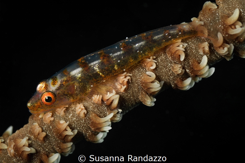 Whip coral fish _April 2024
(Canon60,1/200,f6.3,iso100) by Susanna Randazzo 