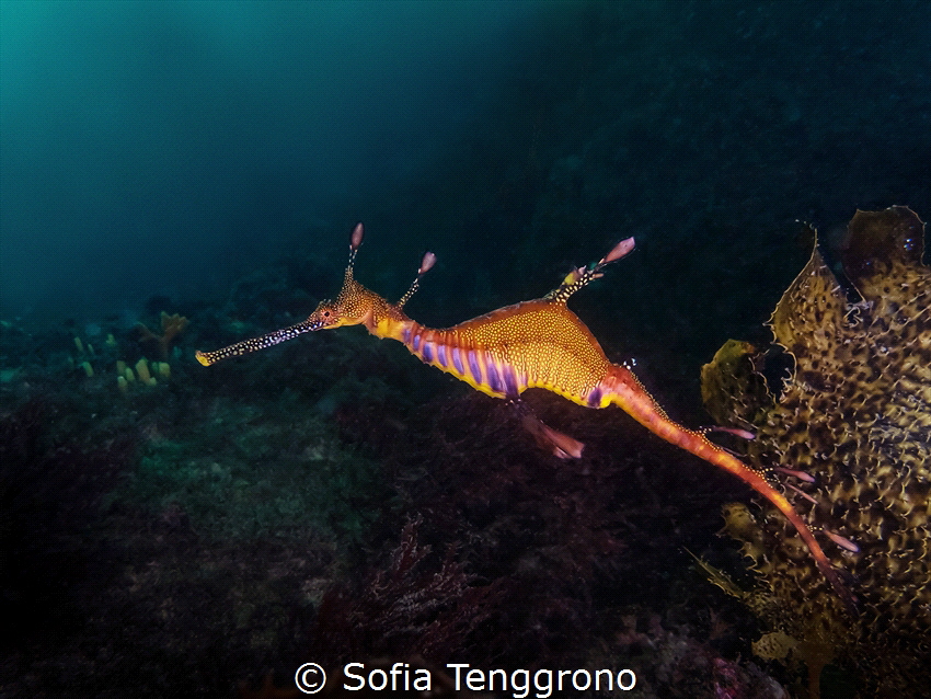 Weedy Seadragon by Sofia Tenggrono 