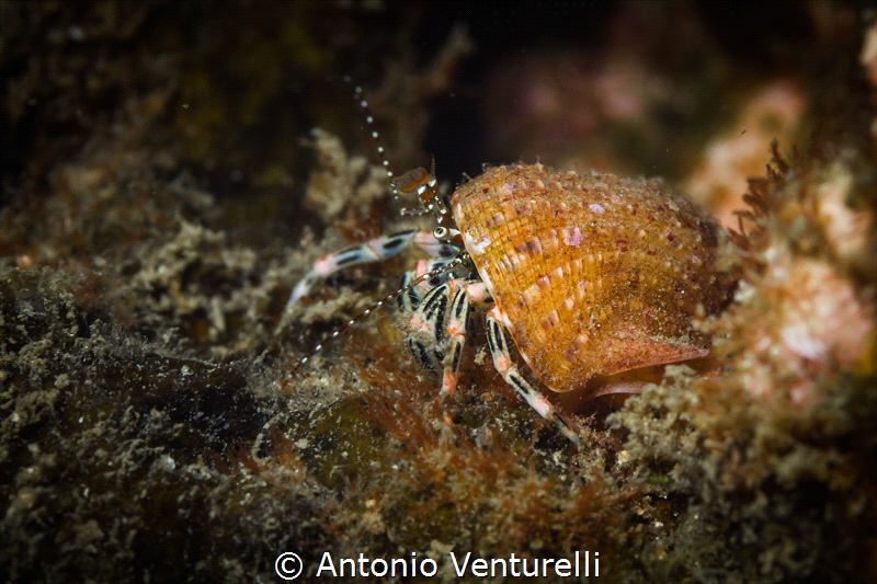 A little crab with its great orange hat photographed in t... by Antonio Venturelli 