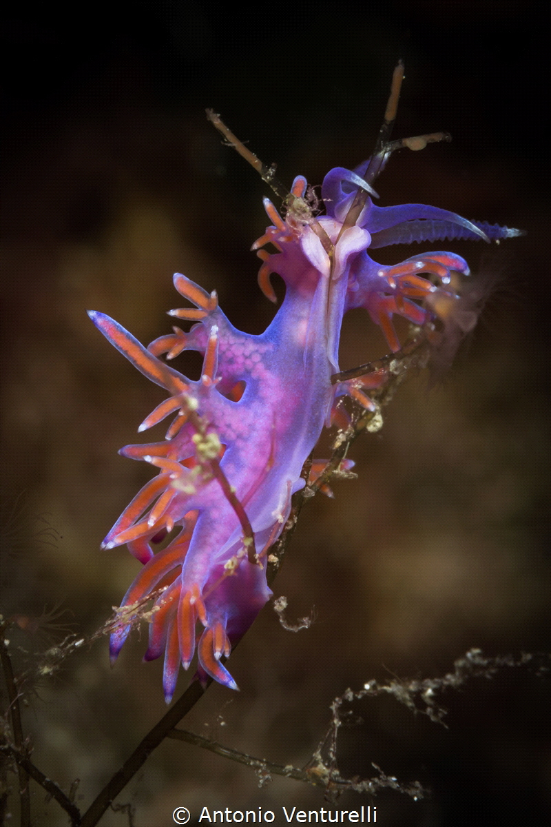 Flabellina affinis_Oct 2023
(Canon100,1/200,f16,iso100) by Antonio Venturelli 