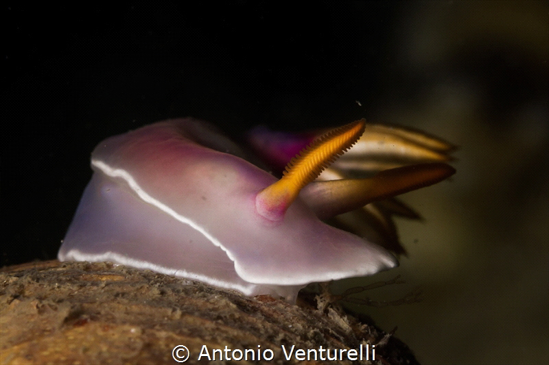 Hypselodoris bullockii _March 2024
(Canon 100, 1/200,f16... by Antonio Venturelli 