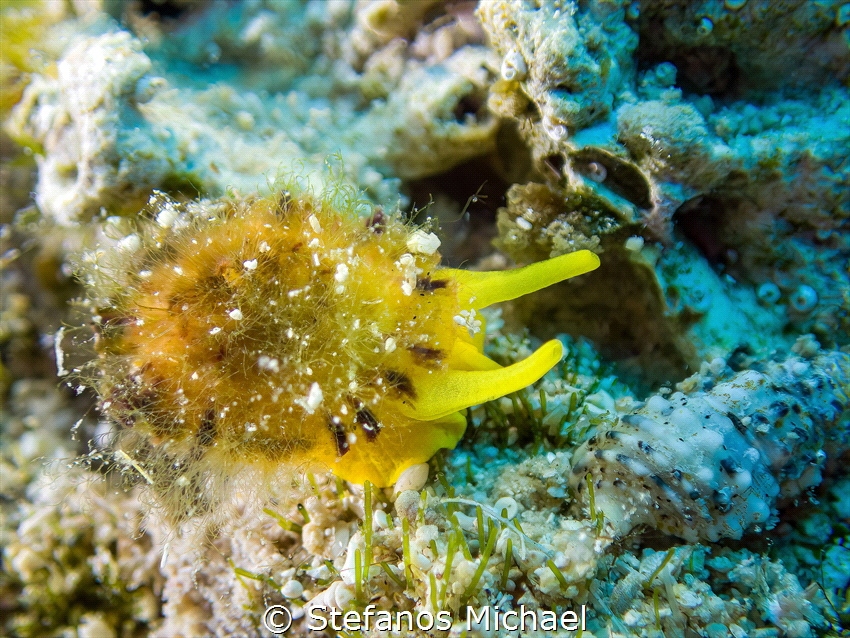 Yellow Umbrella Slug - Tylodina perversa by Stefanos Michael 