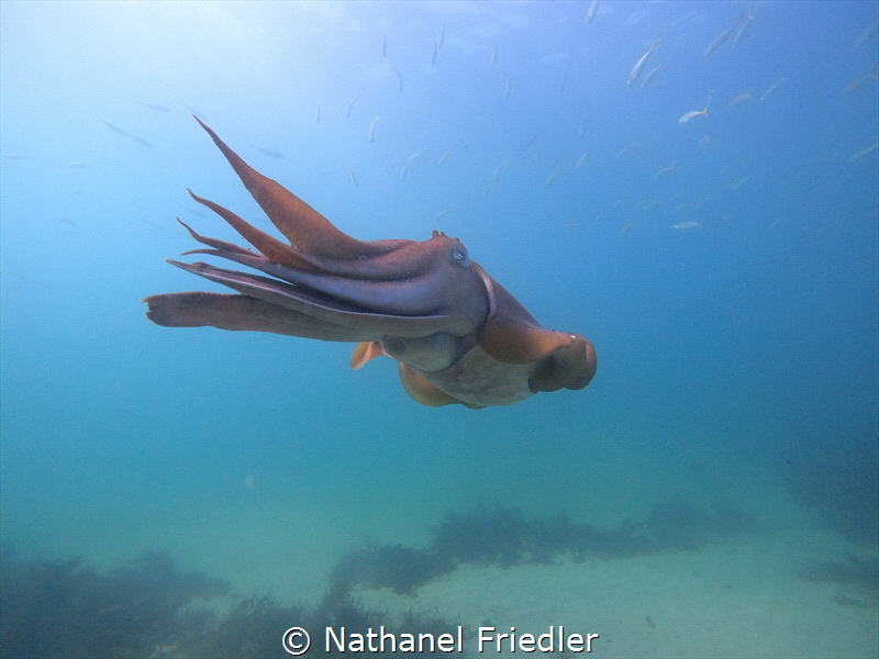 Giant cuttlefish by Nathanel Friedler 