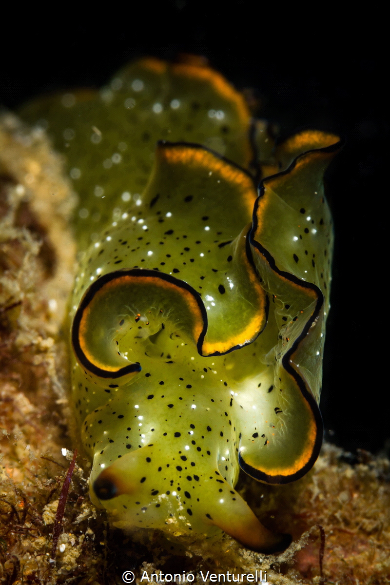 Elysia ornata, commonly known as elysia marginata, is a s... by Antonio Venturelli 