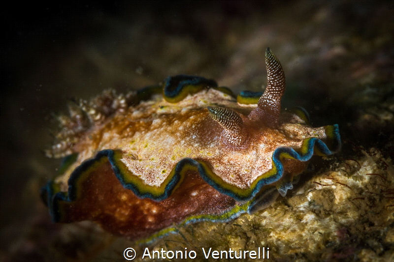 Glossodoris cincta_Jan 2024
(Canon100,1/200,f16,iso100) by Antonio Venturelli 