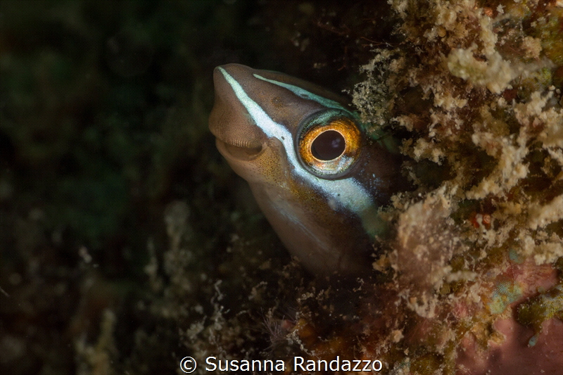 Bluestriped Fangblenny ( Plagiotremus rhinorhynchos)_Apri... by Susanna Randazzo 