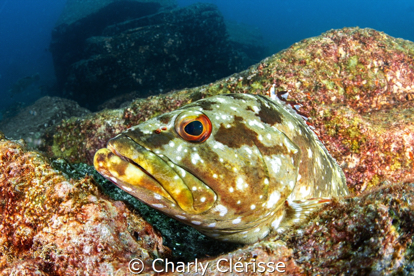 Flag Cabrilla resting on a rock in Los Islotes, Baja Cali... by Charly Clérisse 