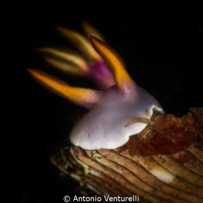 Hypselodoris bullockii _March 2024
(Canon100,1/200,f16,i... by Antonio Venturelli 