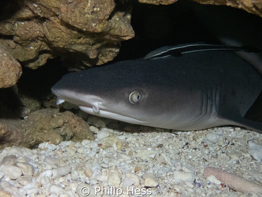 White tipped reef shark taken at Mermaids Grotto in Okina... by Philip Hess 
