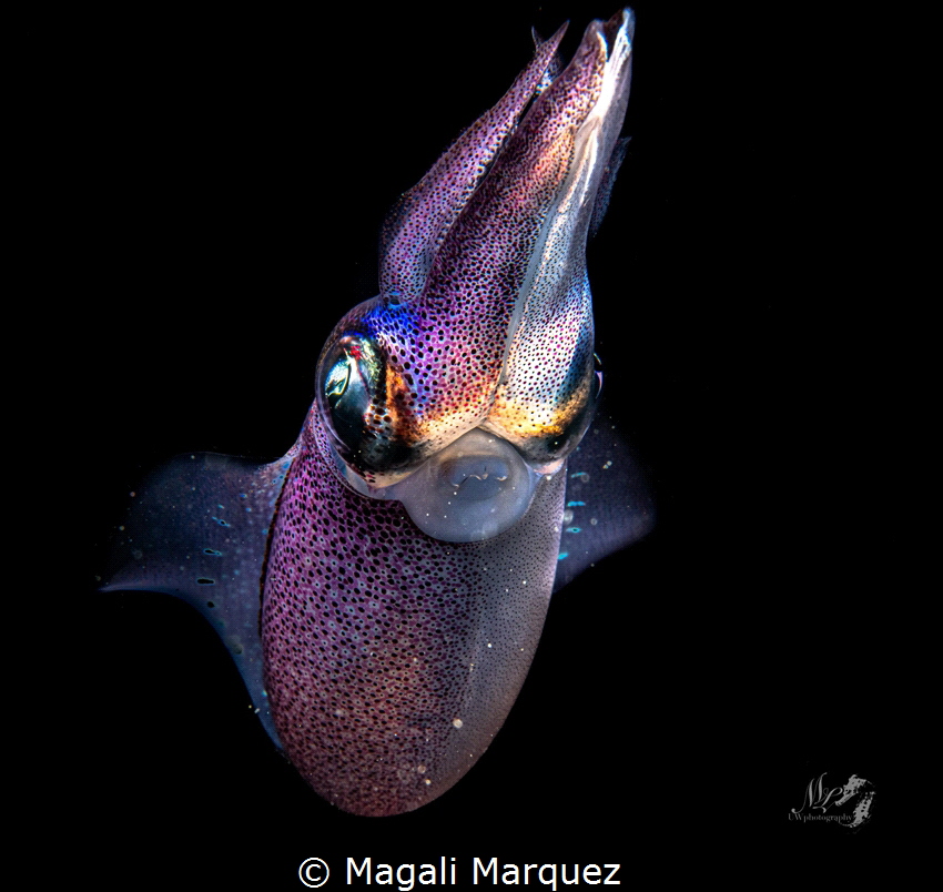 Caribbean Squid 
Bonfire dive by Magali Marquez 