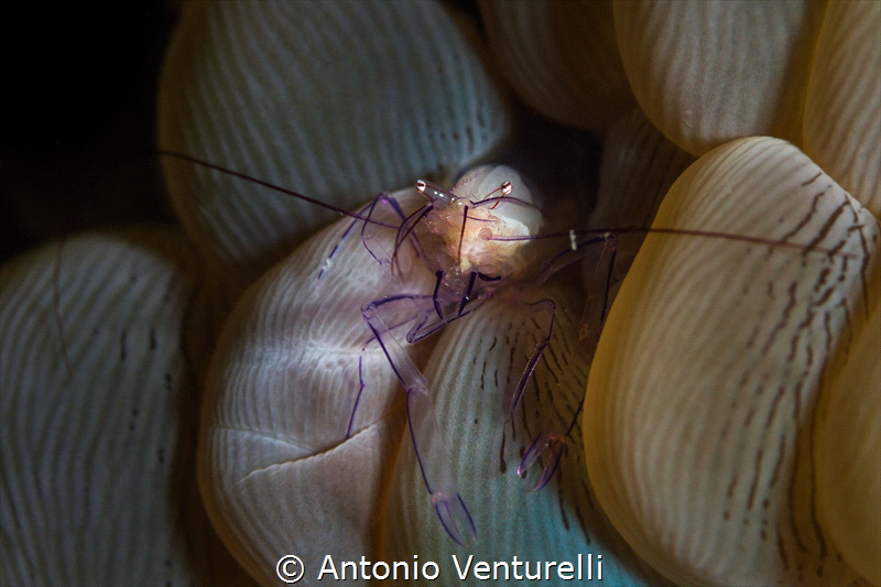 Vir philippinensis shrimp_Jan 2024
(Canon100, 1/200,f9,i... by Antonio Venturelli 