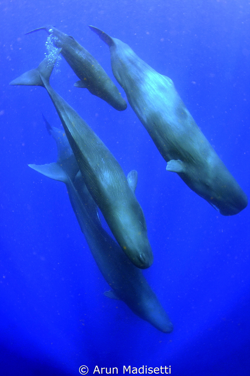 Sperm Whales under permit off Dominica. by Arun Madisetti 