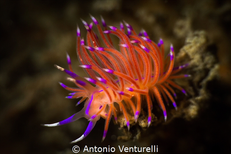 Intense orange for this specimen of Flabellina rubrolinea... by Antonio Venturelli 