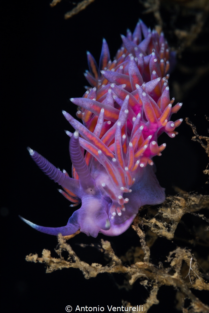 Mediterranean Flabellina_June2024
(Canon100,1/200,f18,is... by Antonio Venturelli 